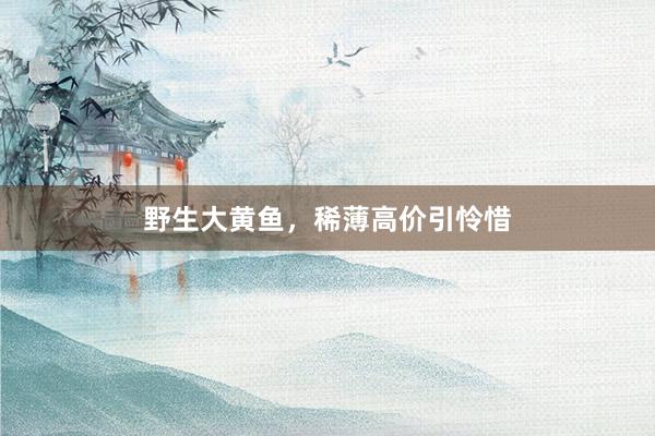 野生大黄鱼，稀薄高价引怜惜